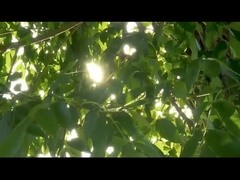 Probe Chirurgisch instrument